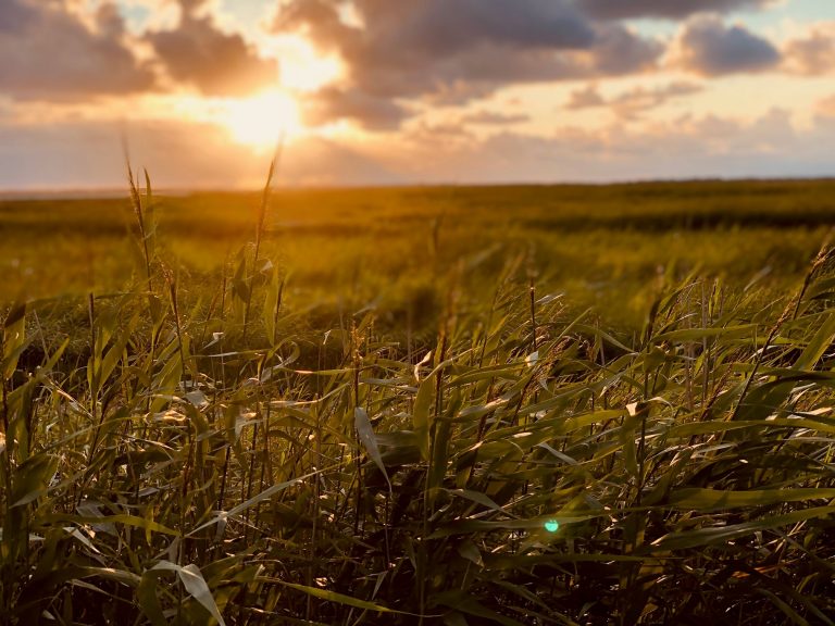 Sonnenuntergang an Salzwiesen