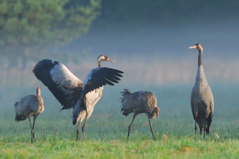 Mecklenburg-Vorpommern wirbt mit Natur- und Kulturangeboten im Herbst