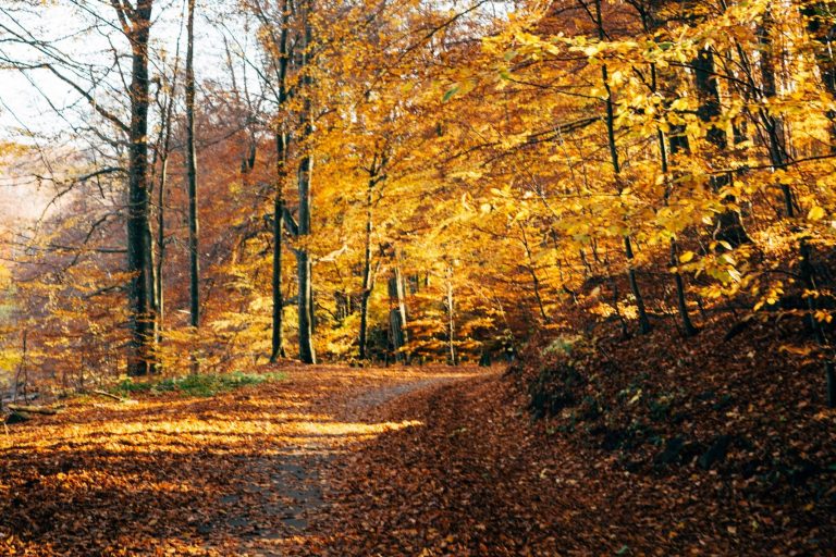 DTV: Deutsche planen weniger Urlaubsreisen f&uuml;r den Herbst