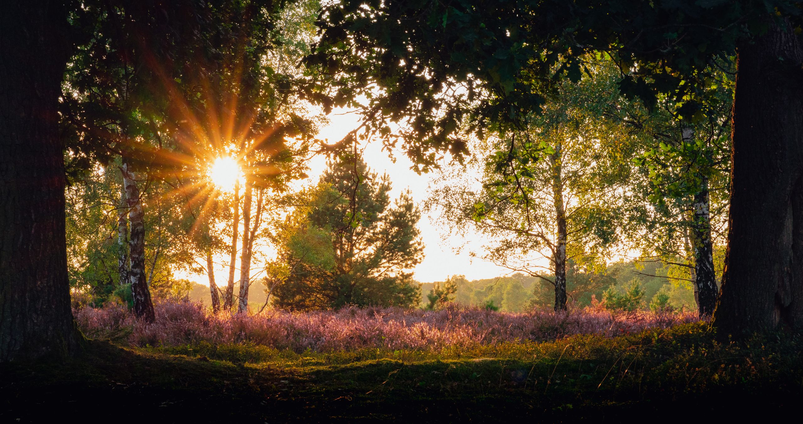 Beautiful sunset over L&uuml;neburg Heath with trees and colorful heather in the warm light.